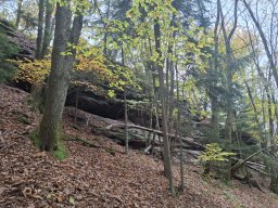 Wanderung Lindelbrunn Nov 2025